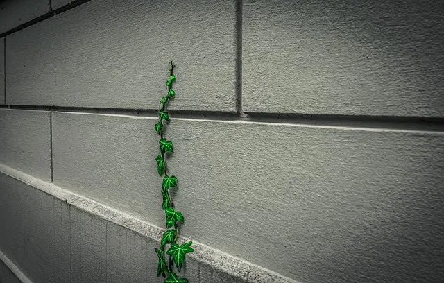 elewacja w szarości