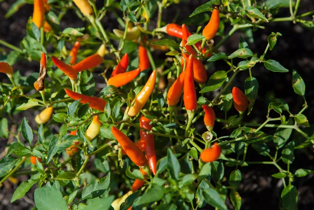 papryka cayenne