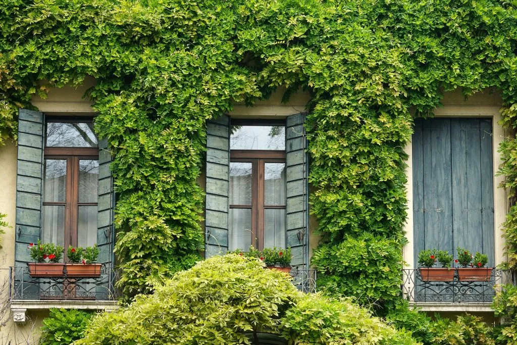 sukulenty na balkon