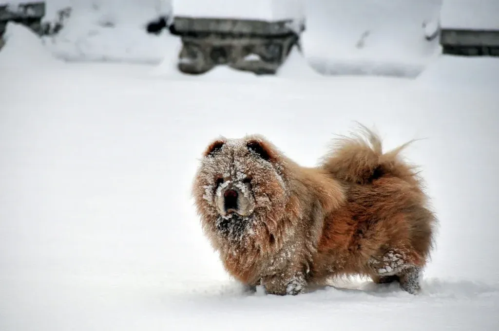 Ile żyją chow chow? Czynniki