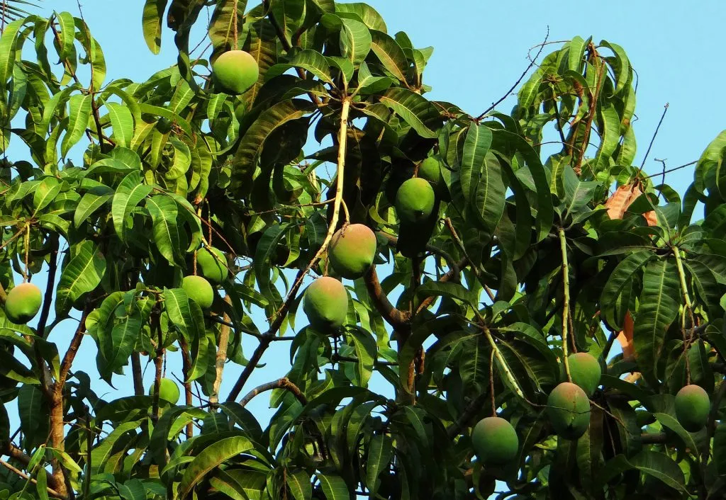 mango uprawa