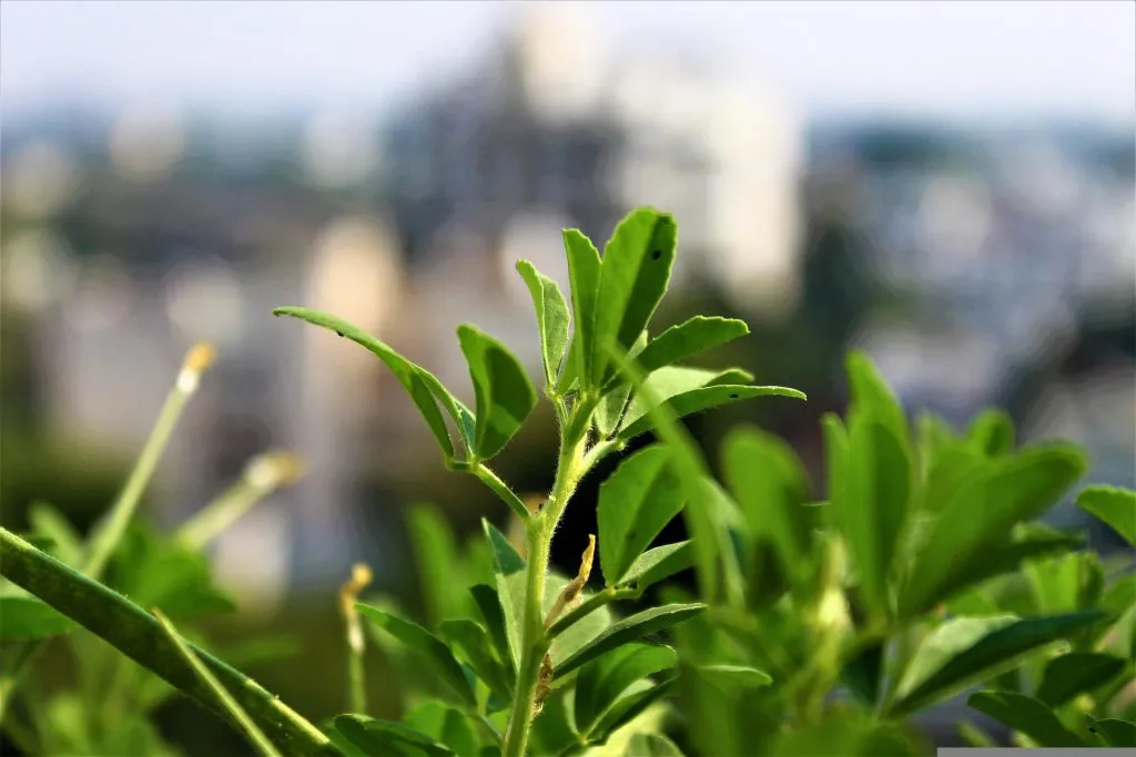 właściwości kozieradki