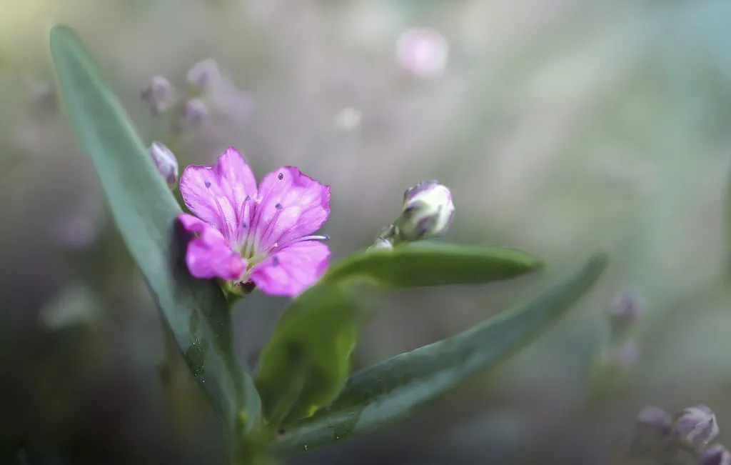 pomysł na skalniak w ogrodzie