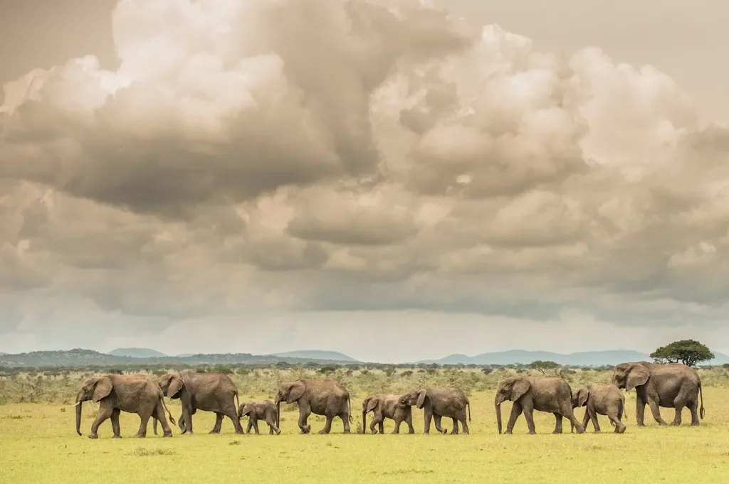 Safari w Tanzanii