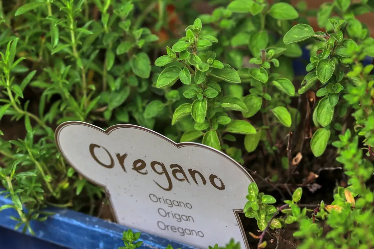 kiedy kwitnie oregano