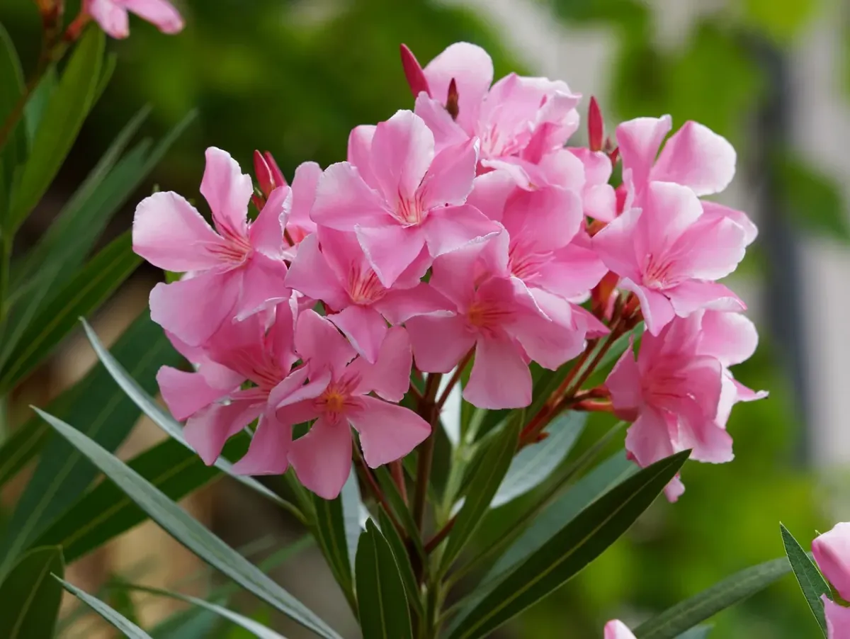 kiedy kwitnie oleander