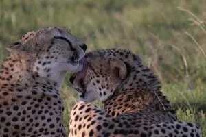 Gepardy w Masai Mara