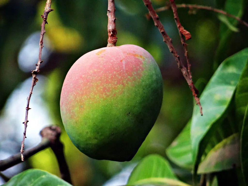 mango pestka