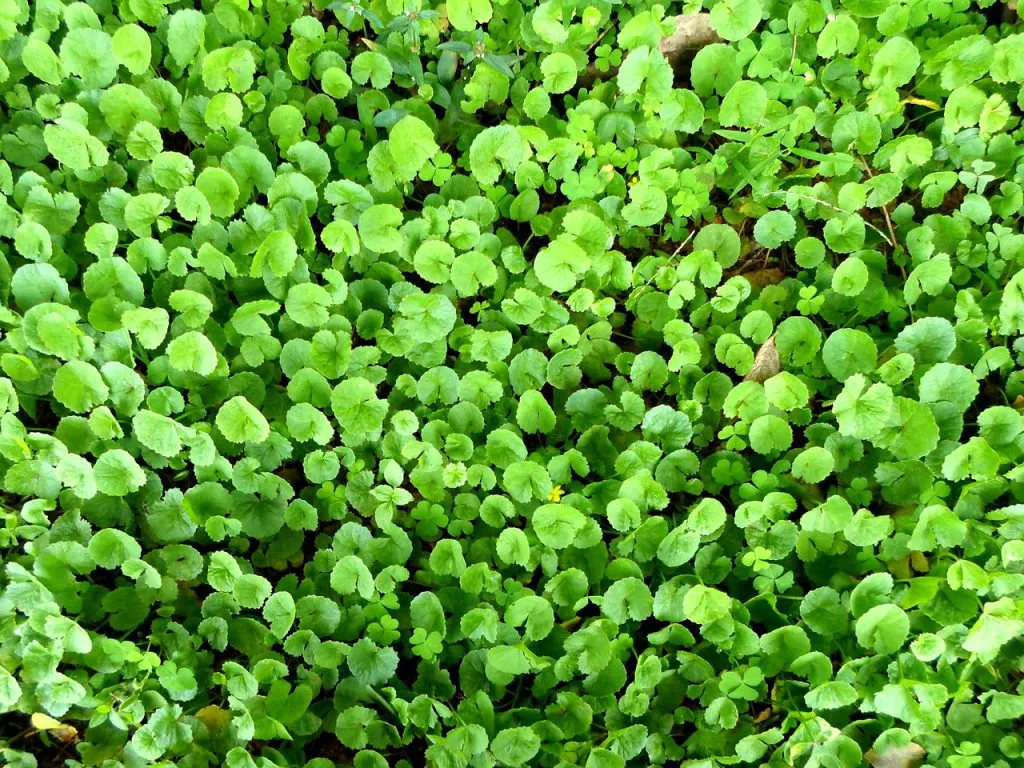 Właściwości Gotu Kola