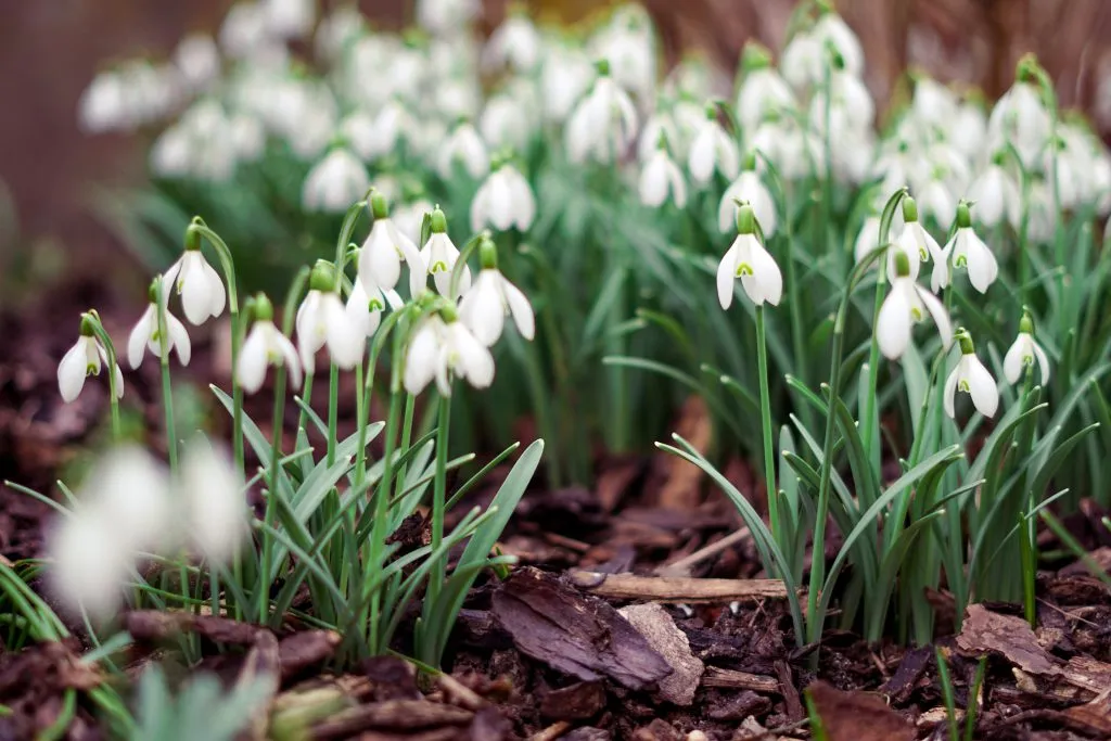 jakie rośliny kwitną wiosną