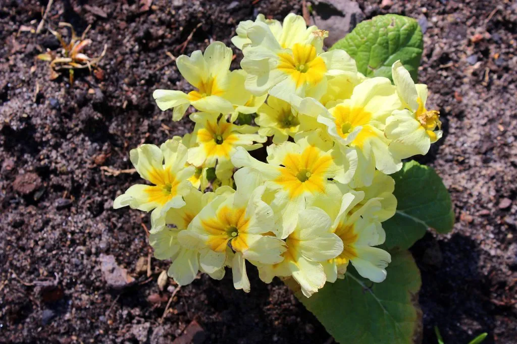 Kiedy sadzić prymulki w ogrodzie