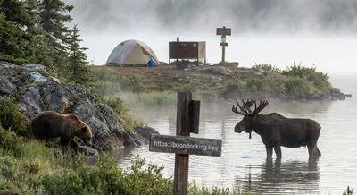 Wildlife at the Water’s Edge: Bear- and Moose-Safe Camping