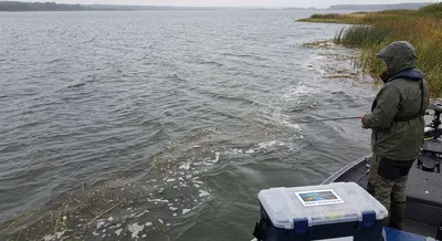 Wind, Fetch, and Food Rafts: Reading Reservoir Surface Cues for Bream
