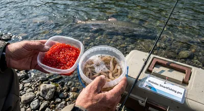 Choosing Roe or Sand Shrimp for River Chinook Salmon