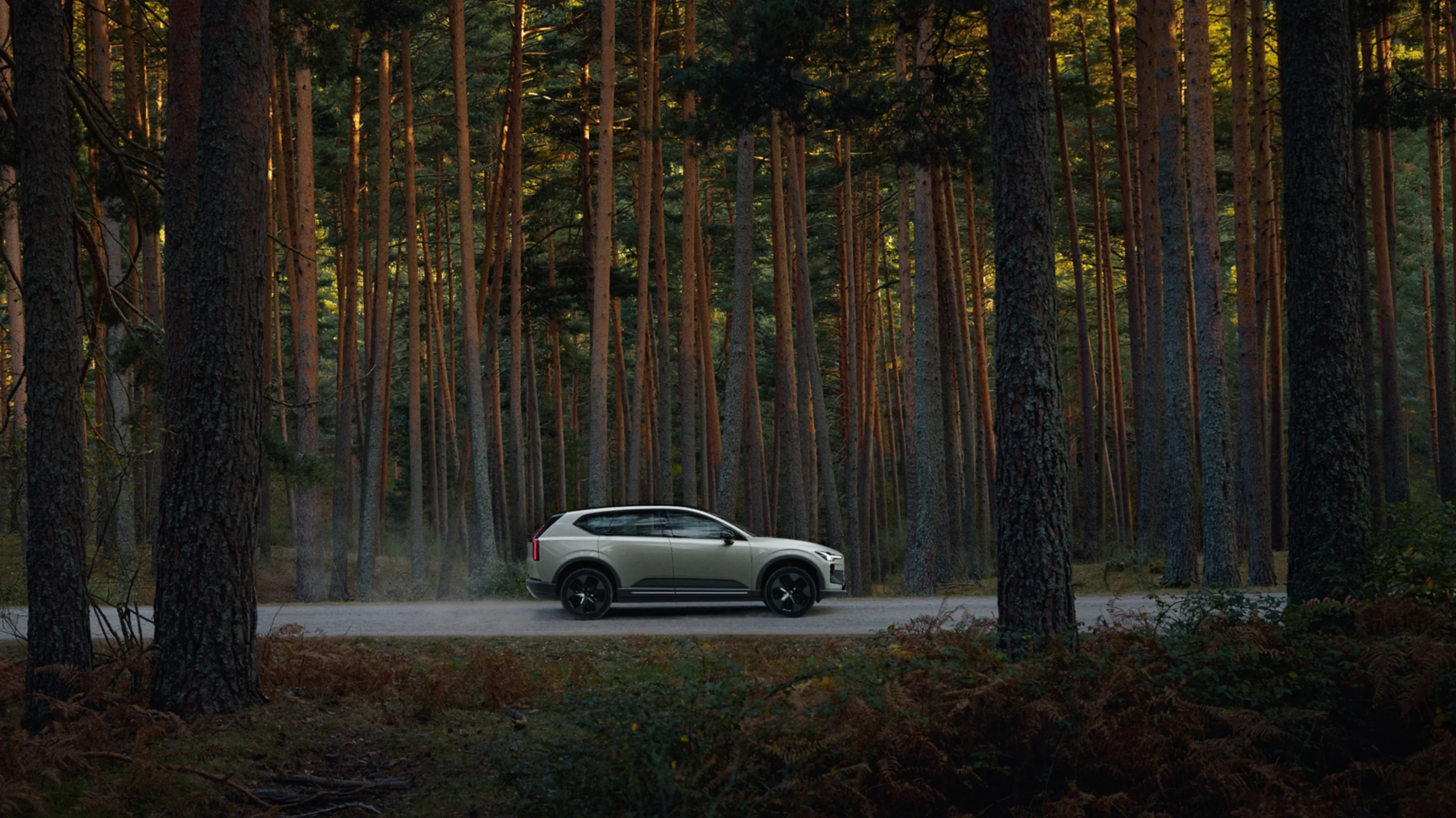 A light-colored SUV drives along a paved road through a dense, sunlit pine forest.