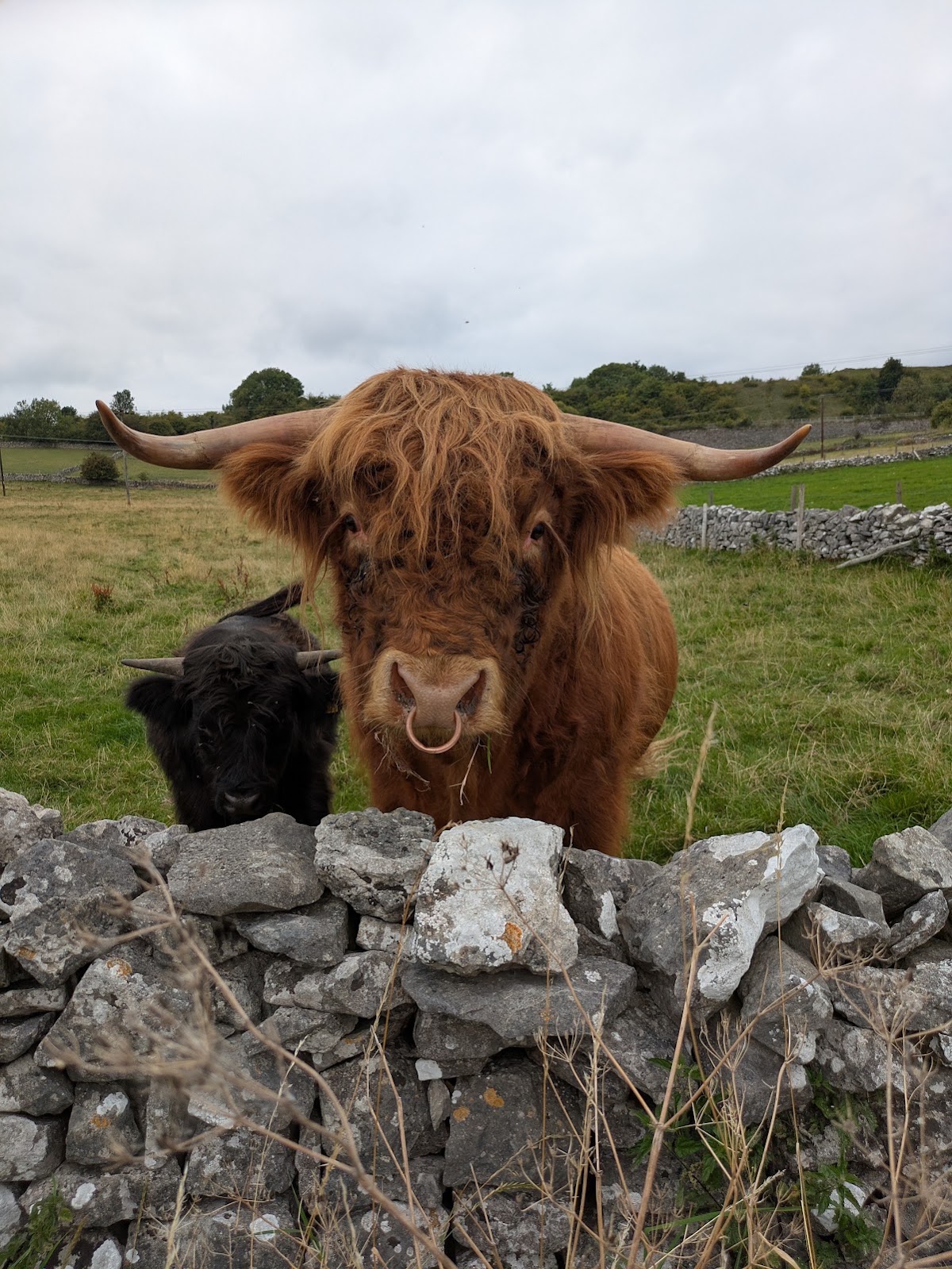 lees meadow farm