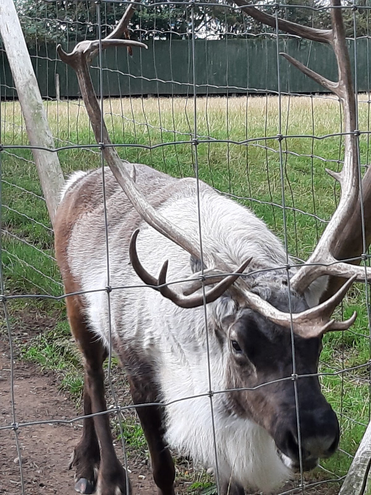 Reindeer Park