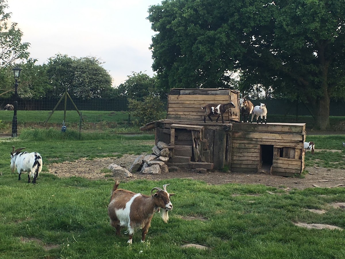 Reindeer Park
