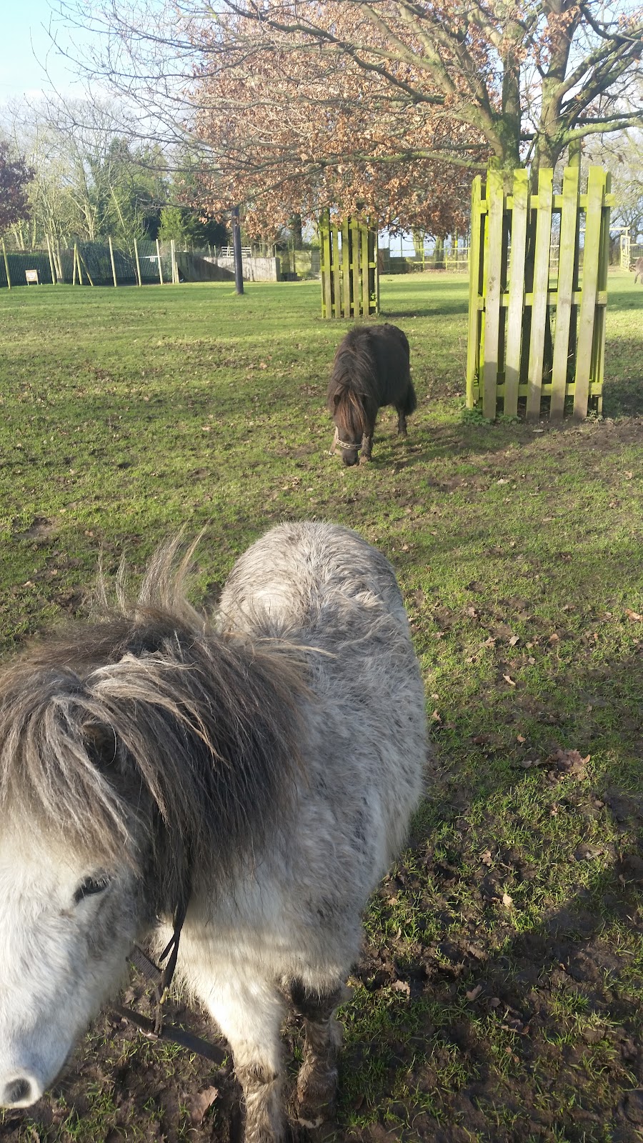 Reindeer Park