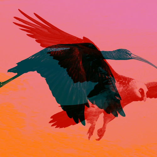 Ibis & Lammergier