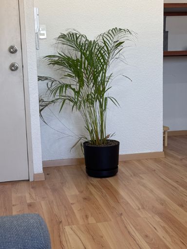 Ana