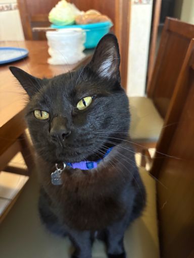 José