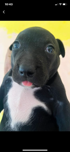 Diego
