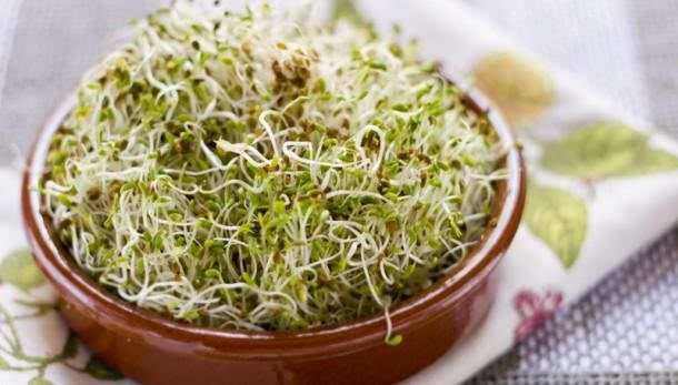 Germinado de alfalfa con tajín y limón de 23 Kcal - Receta fácil en la app  Avena