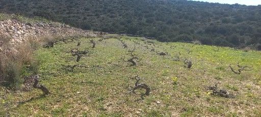 Αγροτεμάχιο 10315τ.μ.