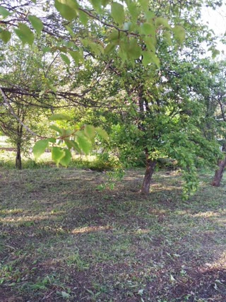 Cottage Plot with a House