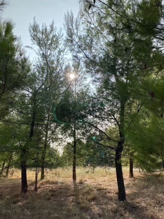 360 m² Plot