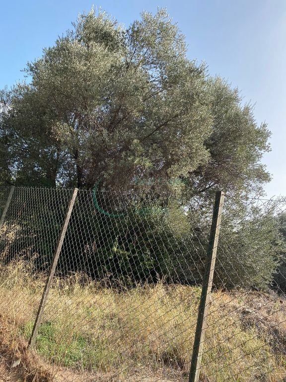 Οικόπεδο 800 τ.μ.