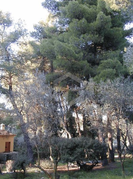 Οικόπεδο 10600τ.μ.