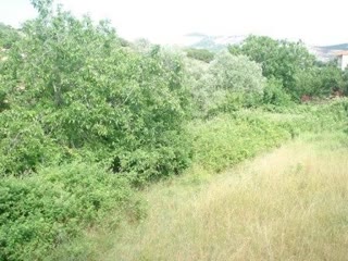560 m² Plot