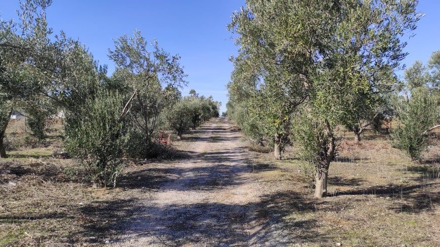 5000 τ.μ. Αγροτεμάχιο