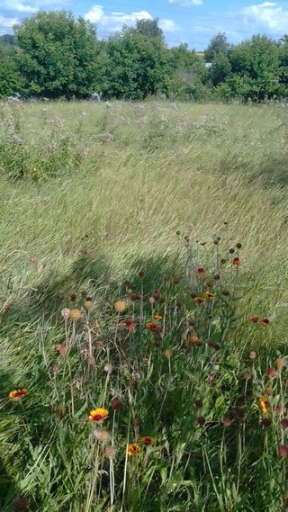 Plot 12 acres