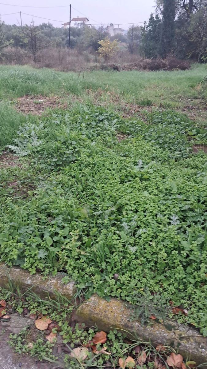 100 m² Plot