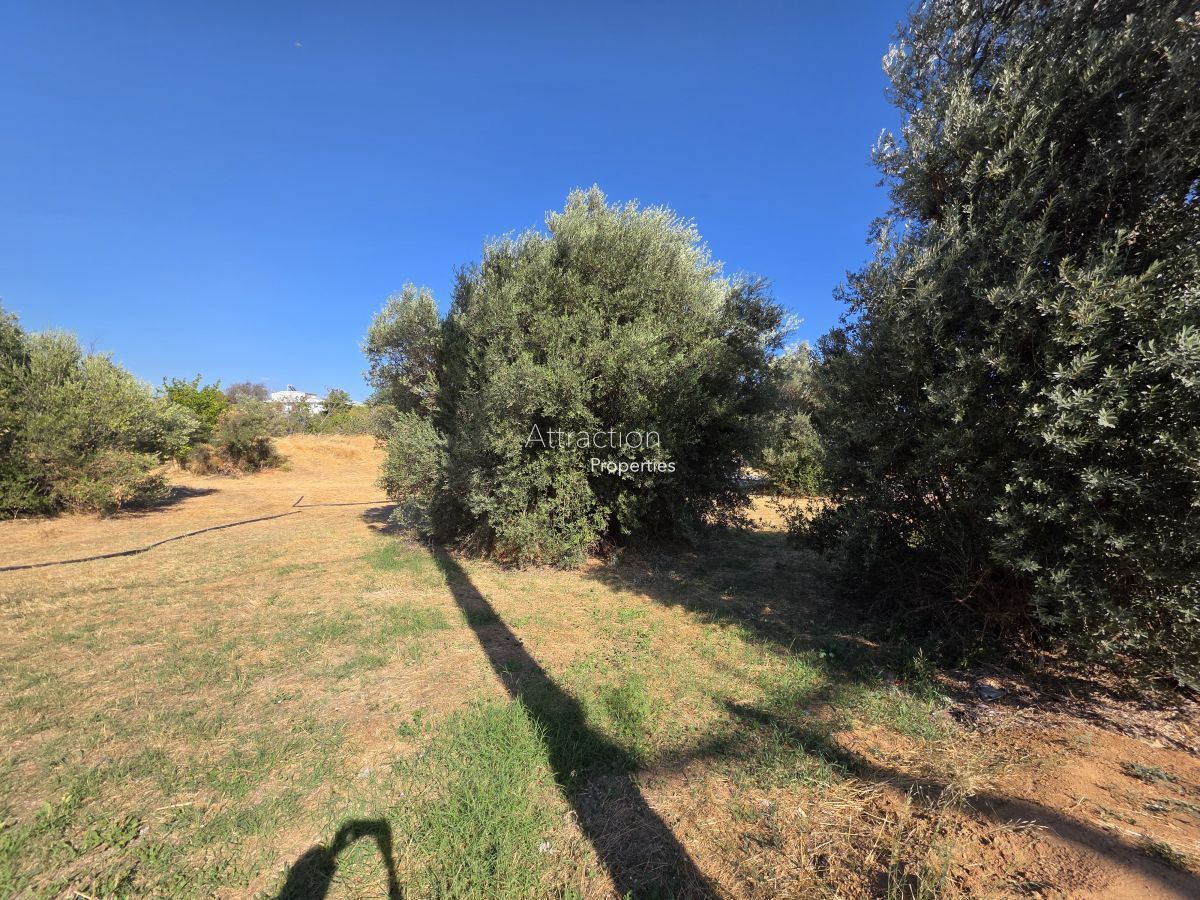 3003 m² Plot