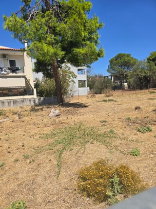 567 m² Plot