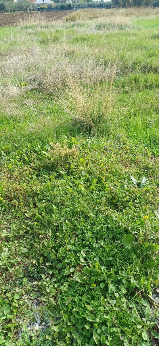 2450 m² Parcel