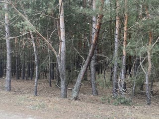 Продам участок в лесу Нова Водолага  id_43448969