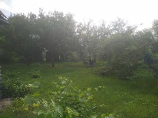 продам дачу в лісовій зоні