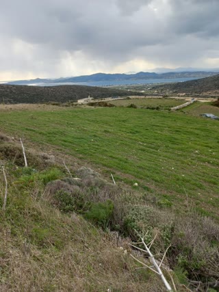 8000 m² Parcel