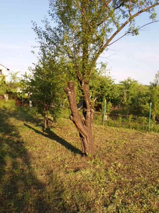 Cottage Plot with a House
