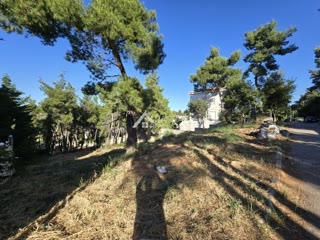1000 m² Plot