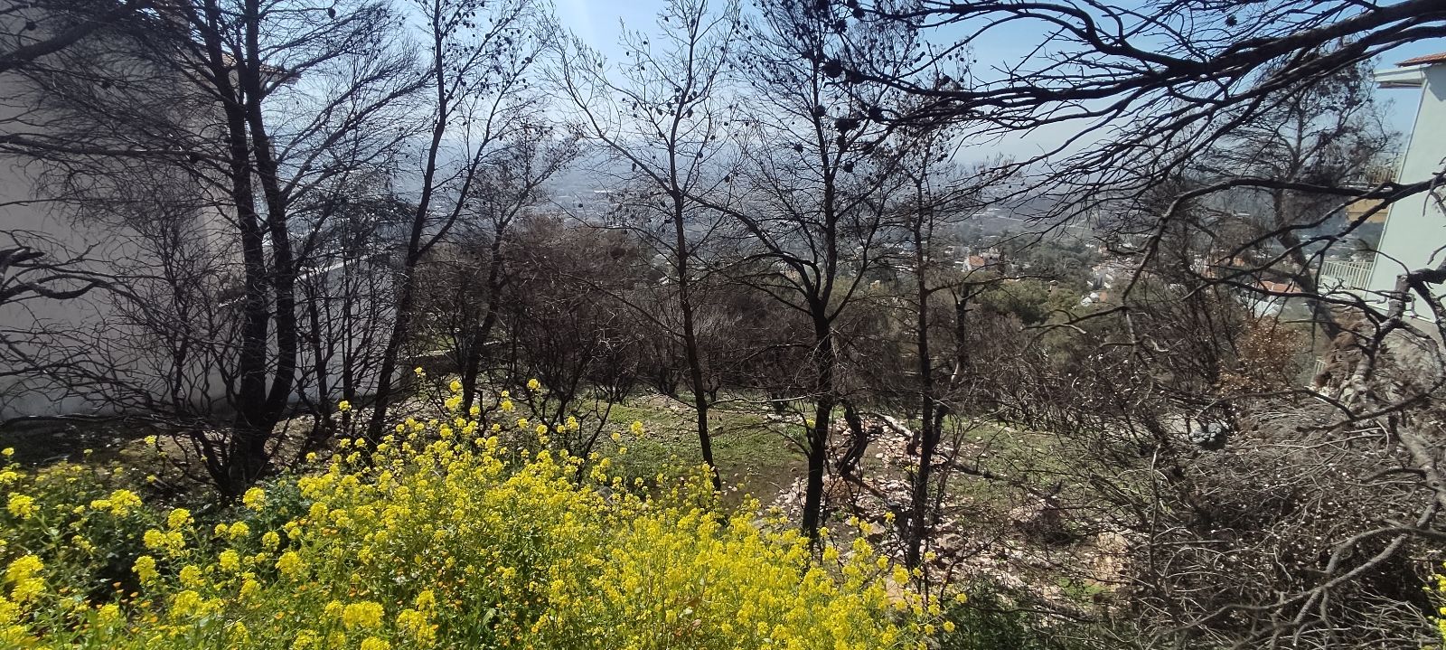 1095 m² Plot