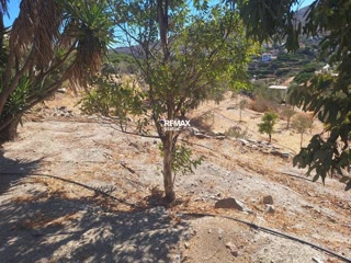 2648 m² Plot