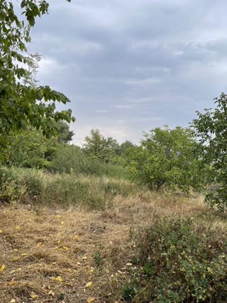 Land plot with a non-residential building