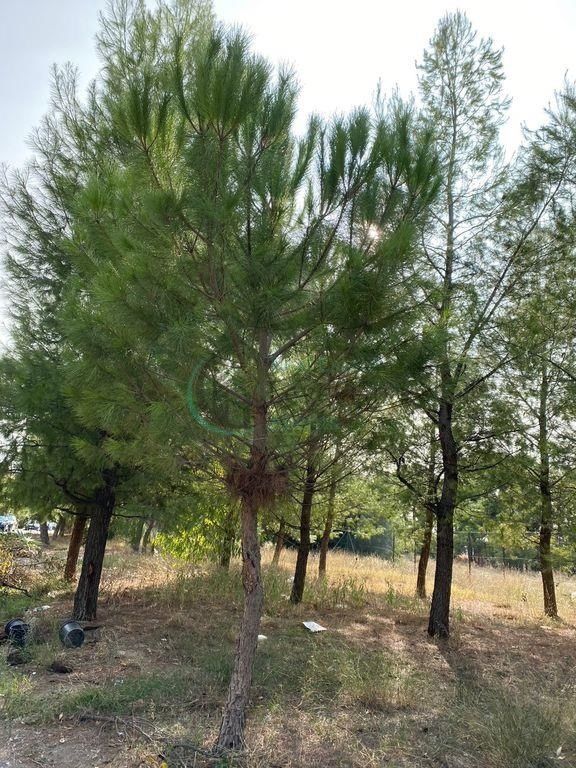 Οικόπεδο 1500τ.μ.