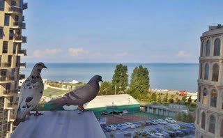 Квартира-студия во втором корпусе комплекса «Морские башни Орби»